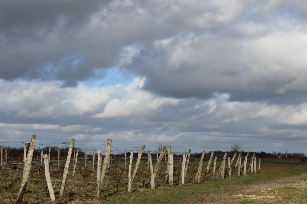 Vignes en hiver