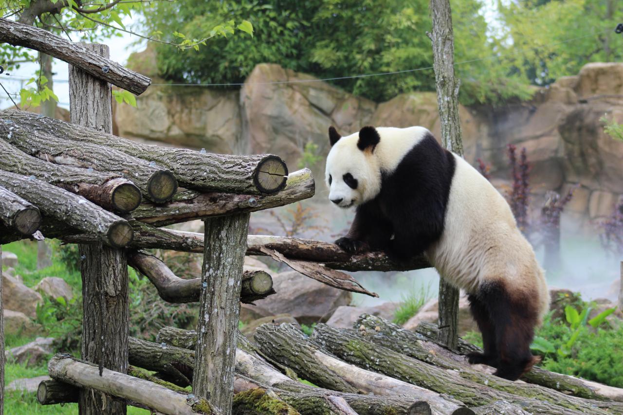 Panda au Zoo de Beauval