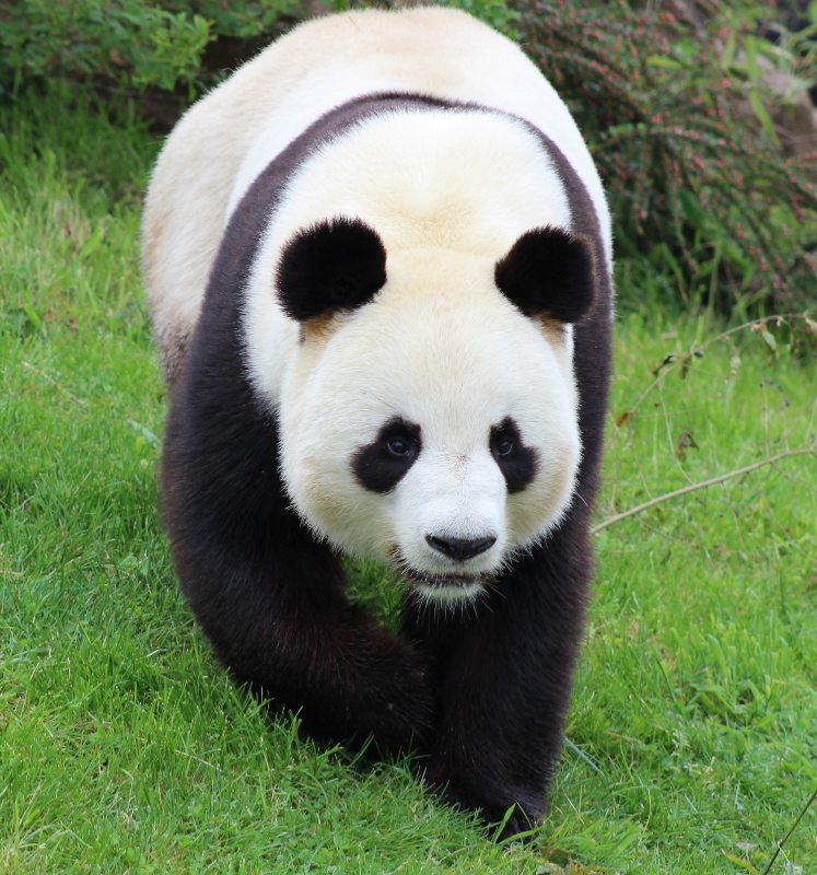 Panda au Zoo de Beauval