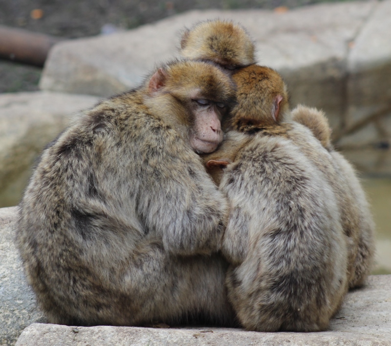 Magots au Zoo de Beauval