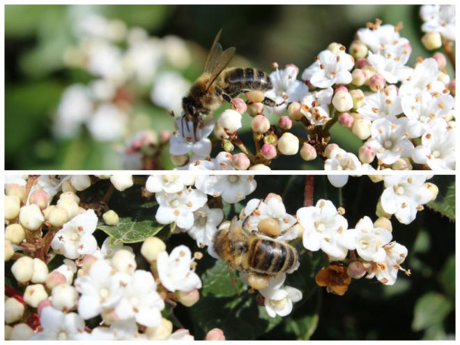 Abeille