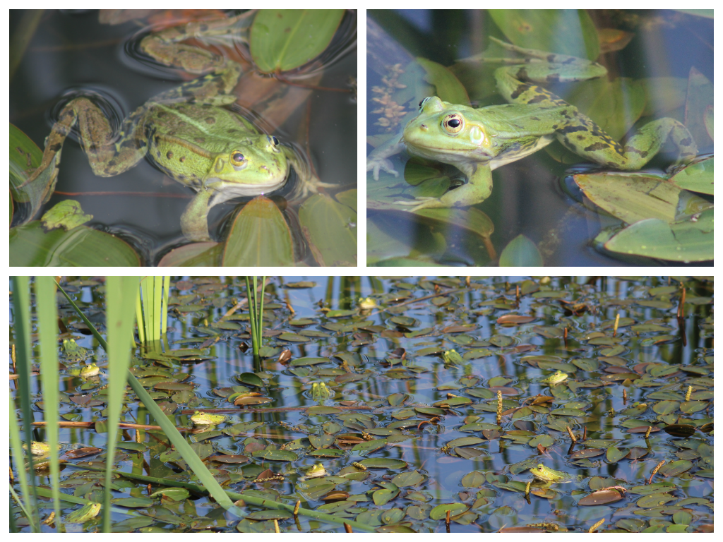 Grenouilles vertes