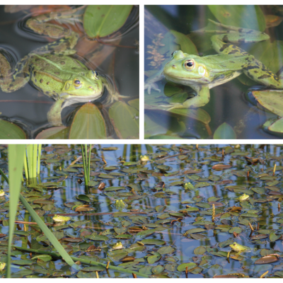 Grenouilles vertes