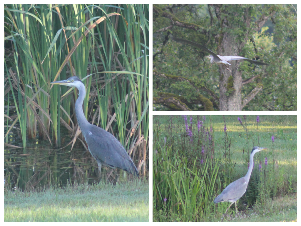 Heron cendre