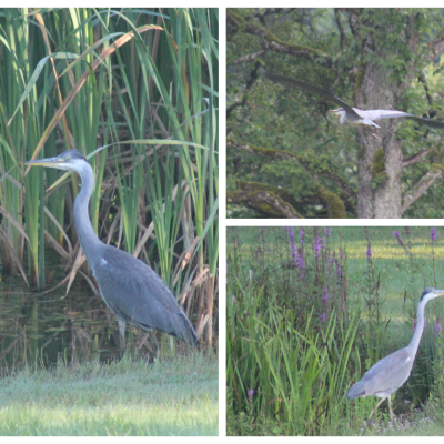 Heron cendre